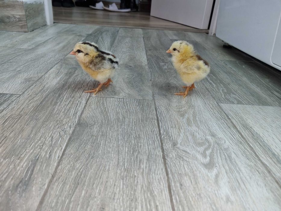 Pui si oua de incubat Araucana