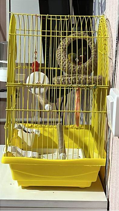 Масковые Неразлучники Очень дешево