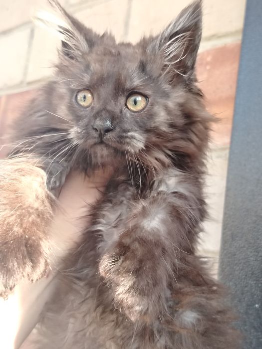 Мейн-куны котята