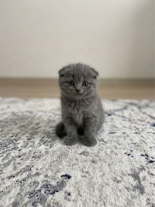 Scottish fold skottish strite skotish fold скоттиш фолд