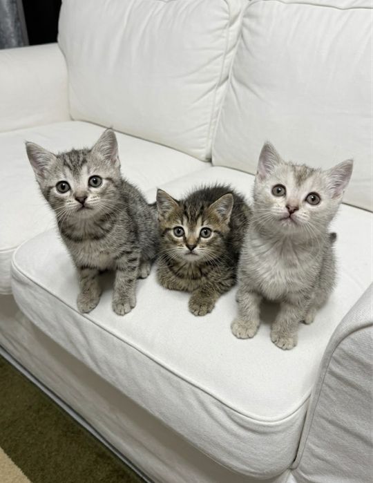 Красивые шотландские котята