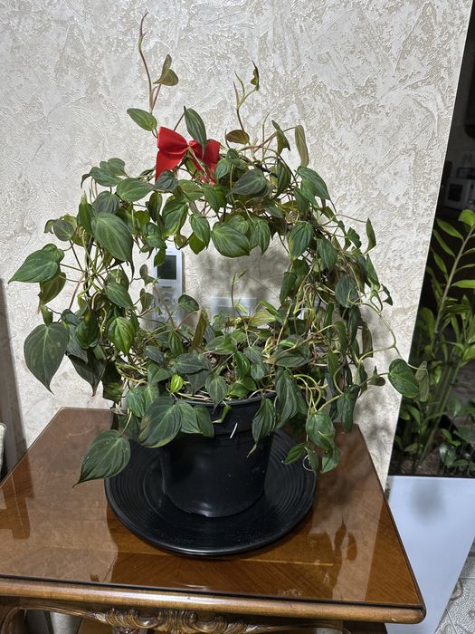 Продаются комнатные цветы