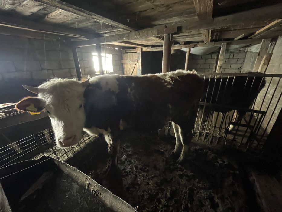 Продам бык 2 год