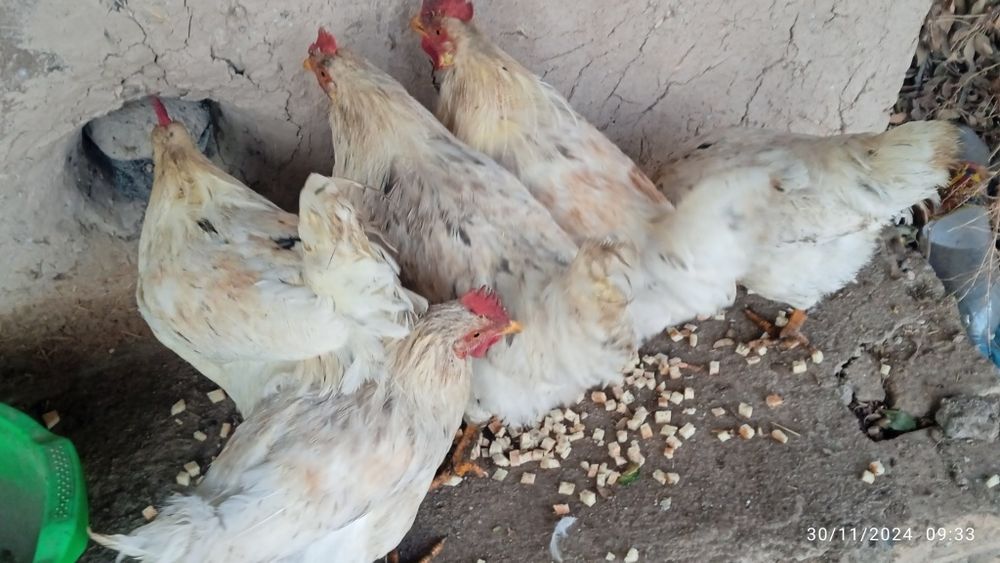 Xurozlar Sotiladi damashni