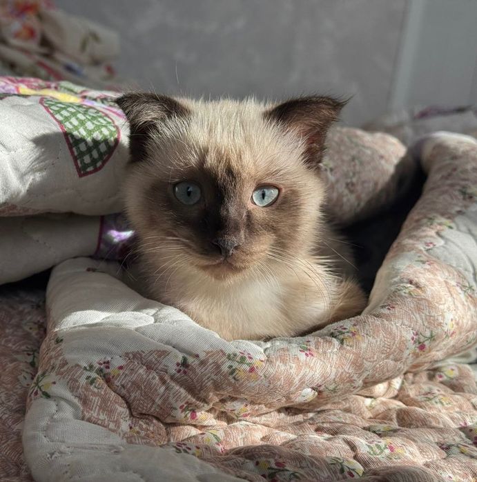 Отдаем котенка в добрые руки!