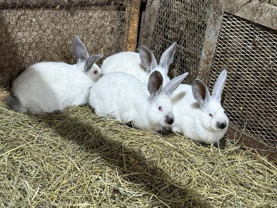 Femele urias de transilvania