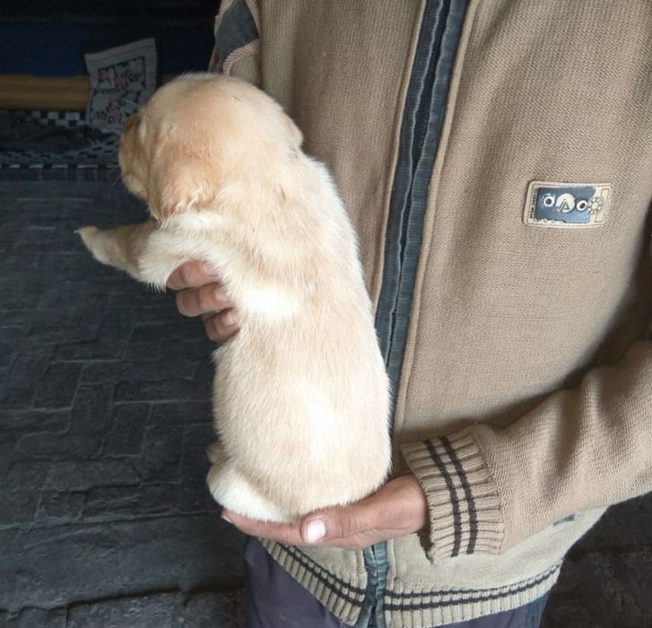 Лабрадор ретривер щенята