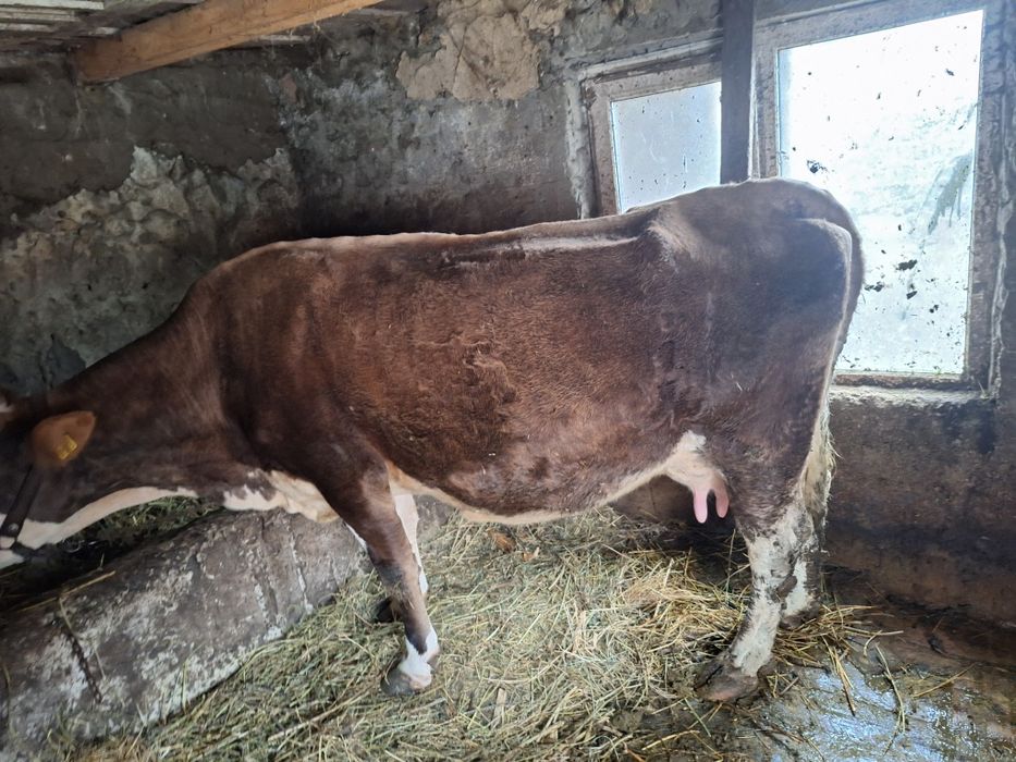 Vând vaca Balțată