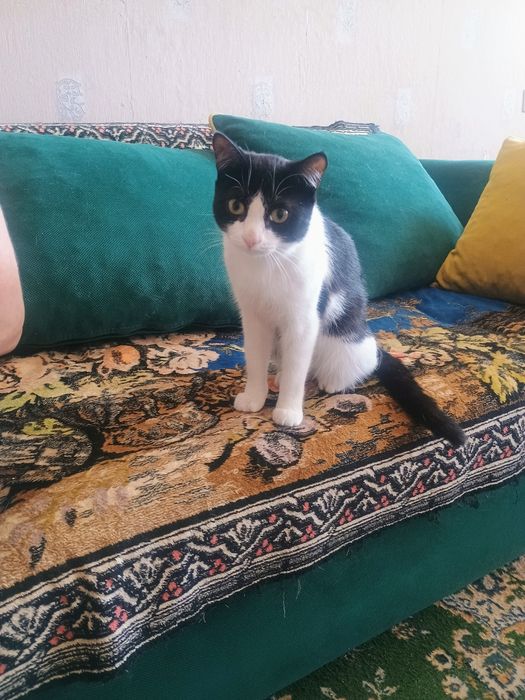 Отдам в добрые руки котика