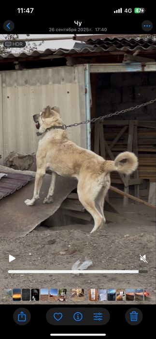 Вязка керек ұрғашы