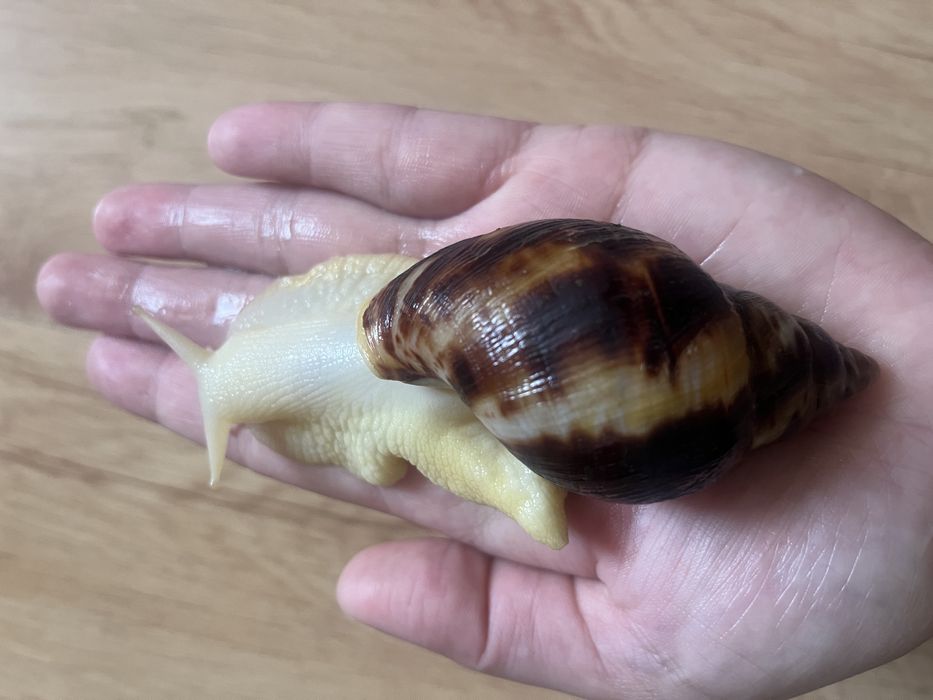 Улитки ахатина ретикулята альбино