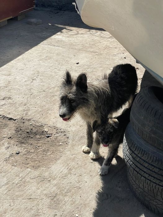 Ofer spre adoptie 3 pui de caine
