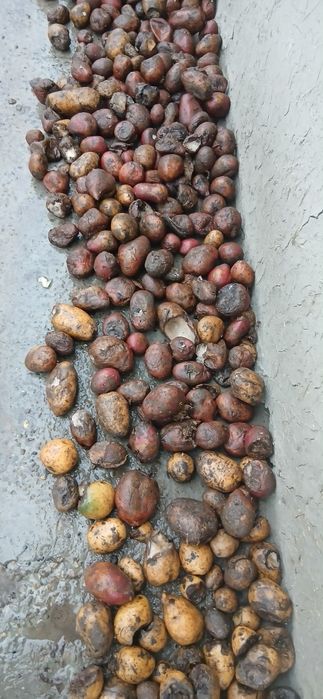 Mol yeydigan kartoshka