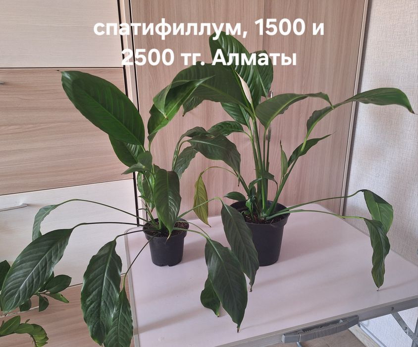 Комнатные растения