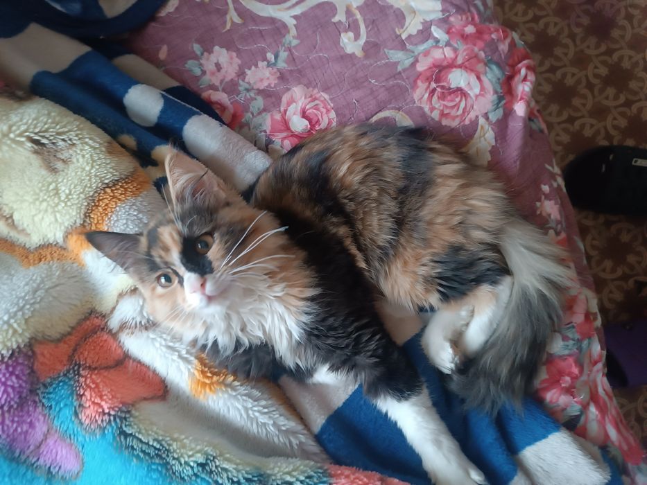 Сибирская кошка !