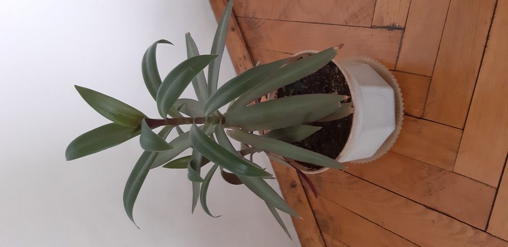 Алое, Калатея, Традисканция, Паричка, Копривка