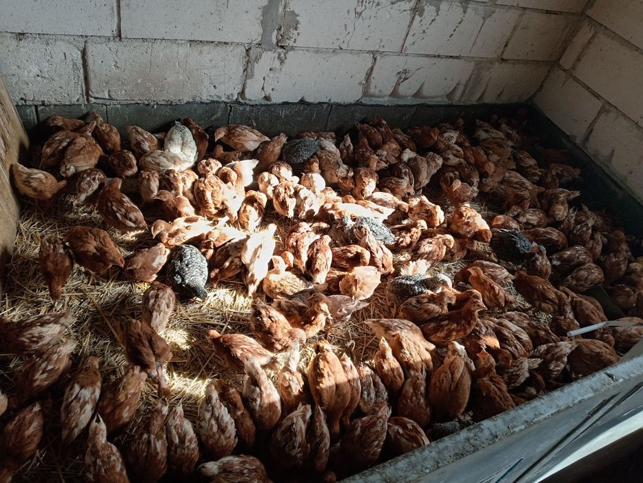 Pui, puicute outoare ISA brown și pui mixti