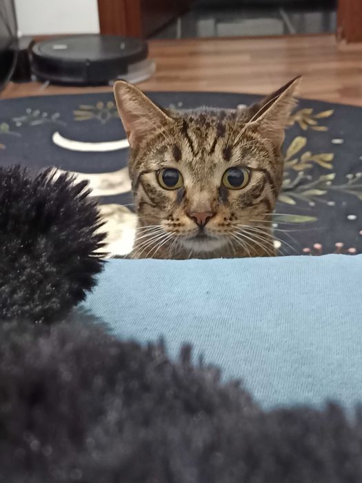 Motan pentru adopție urgent