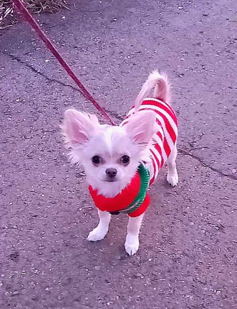 Щенок девочка чихуахуа