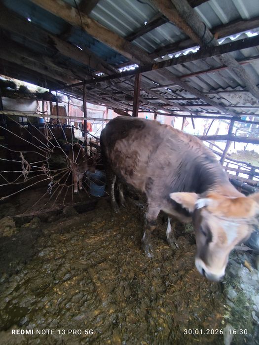 5 жасар семіз сиыр