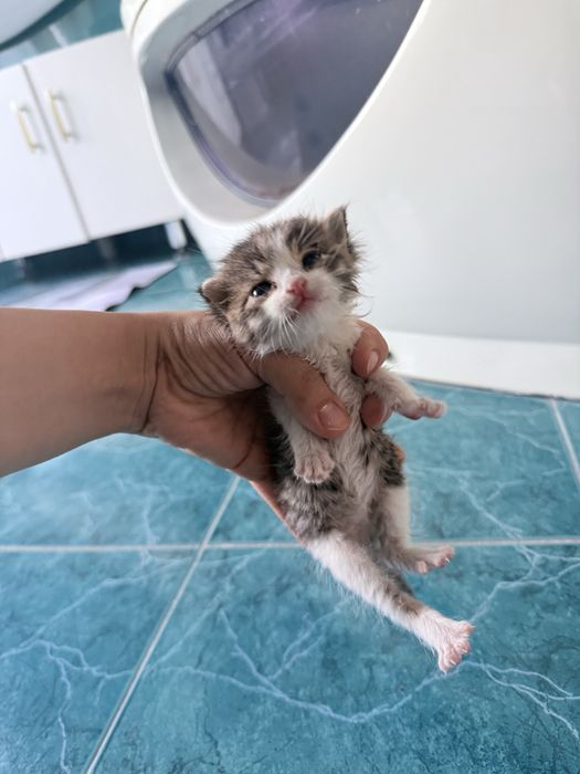 Отдадим даром котенка