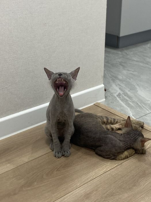 Отдам котят сфинксы
