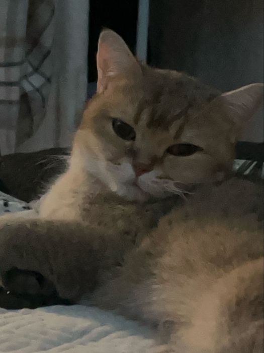 Отдам в добрые руки