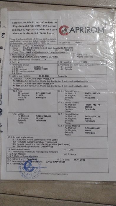 Țap alpin francez cu pedigree