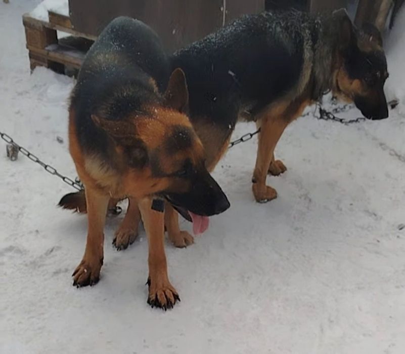 Немецкая овчарка.Щенки,девочки.