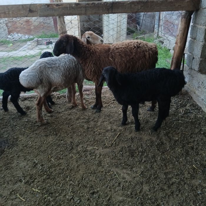 Қозылы қойлар сатылады