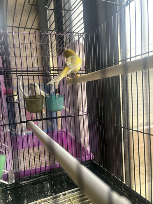 Продам кенар поющи