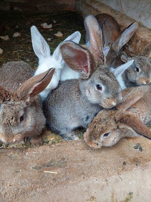 Vând iepurași Urias German