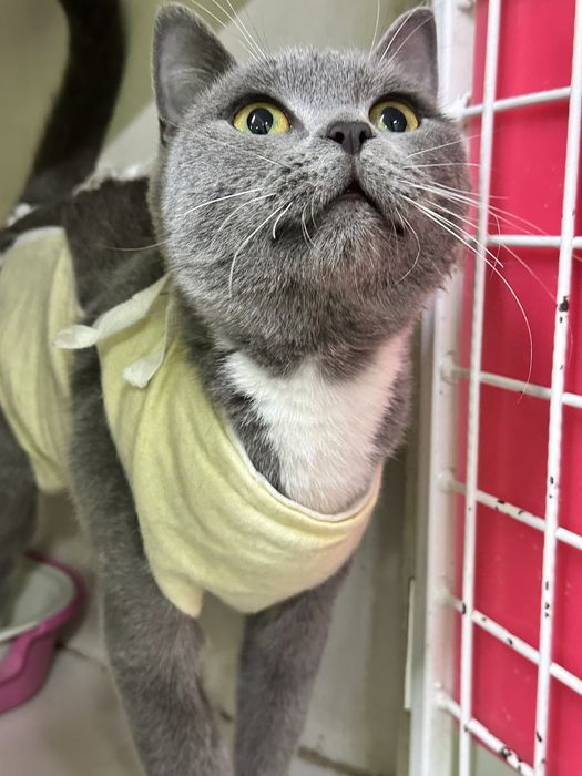 Кошечка Дымка ищет дом