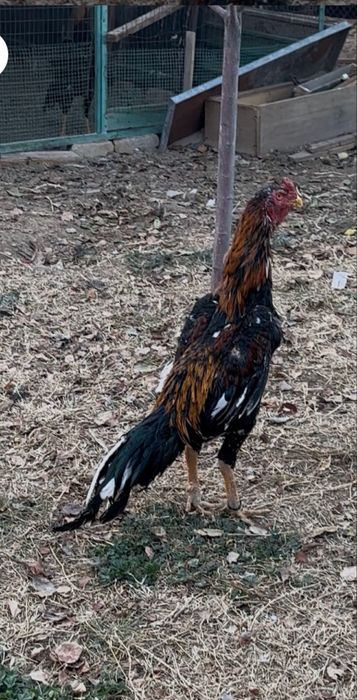 Привязной петушок продаётся от туркия