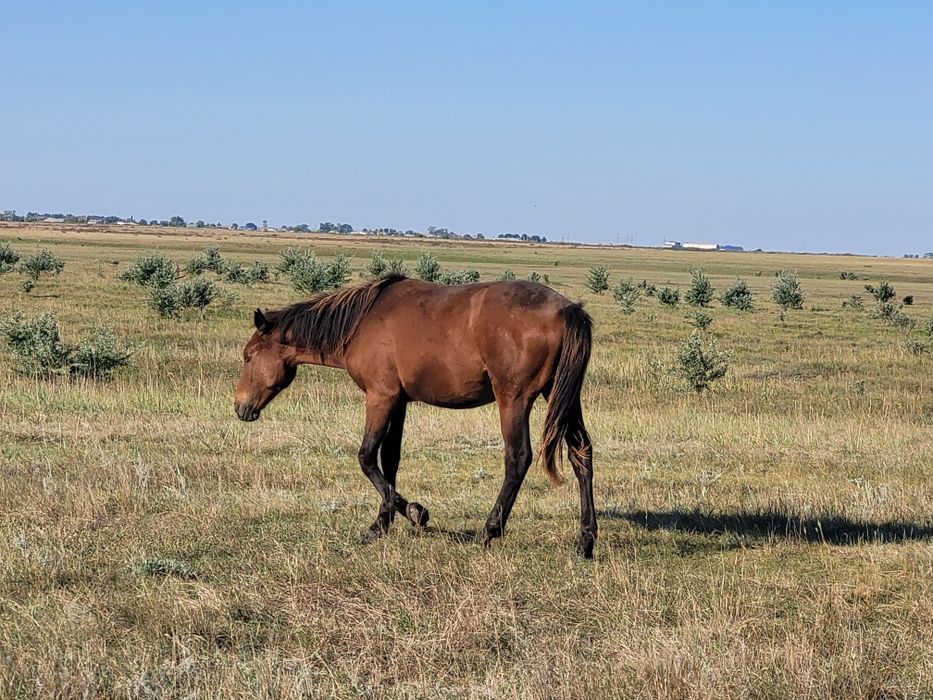 Тайлар сатылады.