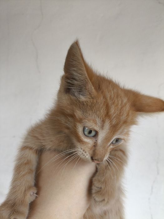 Котята ищут хозяев