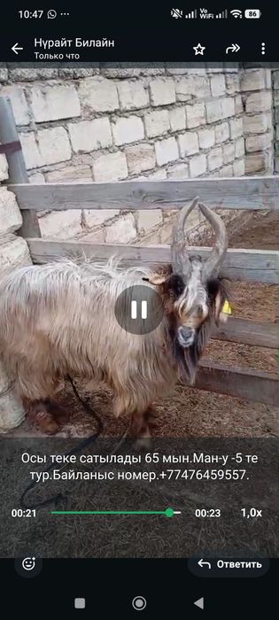 Теке сатылады.Мағыстау-5 те тұр.