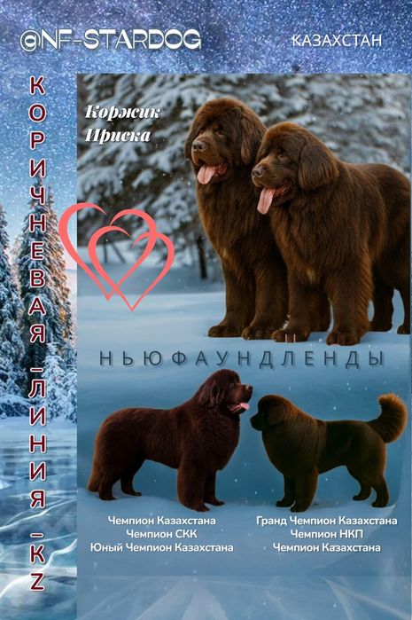 Щенки Ньюфаундленда