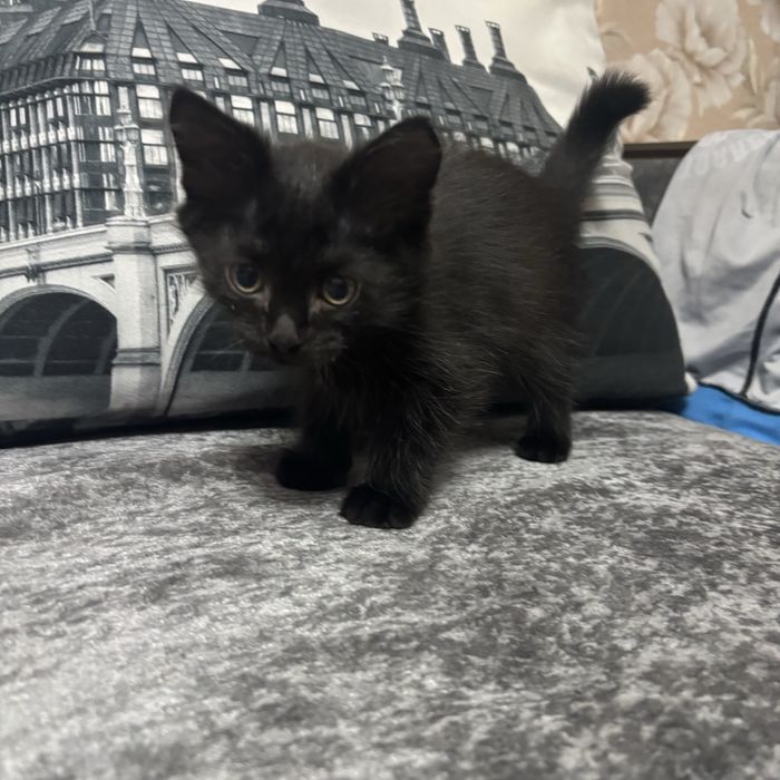 Отдам котят в добрые руки