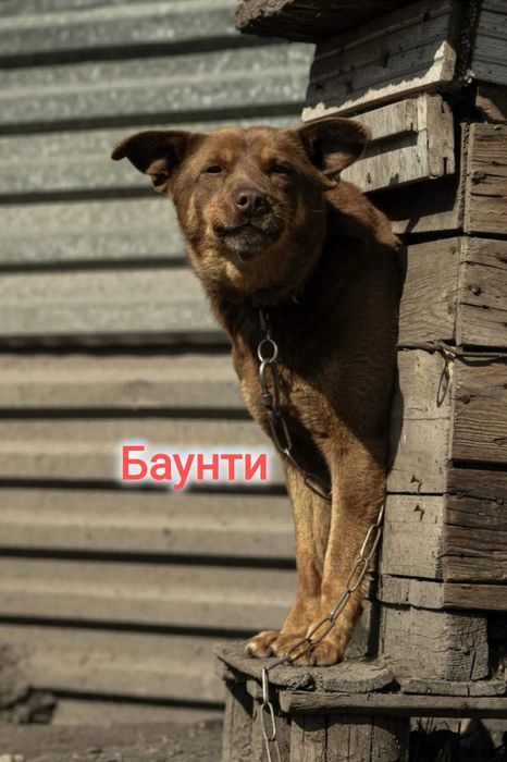 Дарю в добрые и ответственные руки