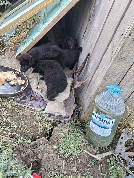 Donez 5 cățeluși,2 băieței și 3 fetițe