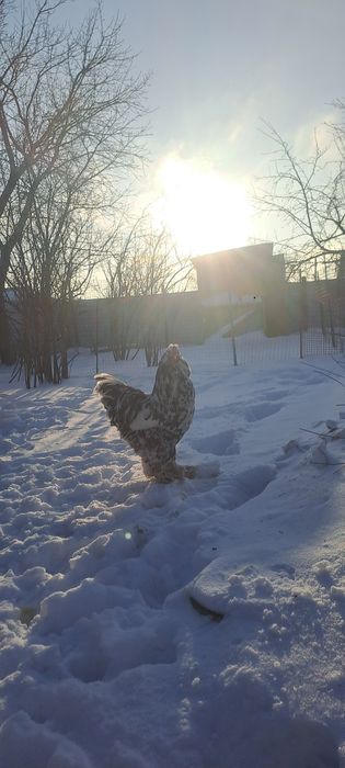 Әтеш сатамын,продам петуха