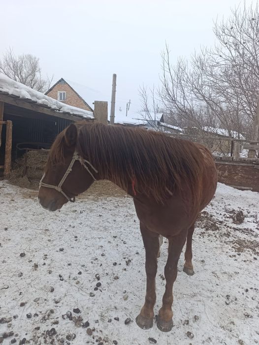 Продам жиребца 6 лет