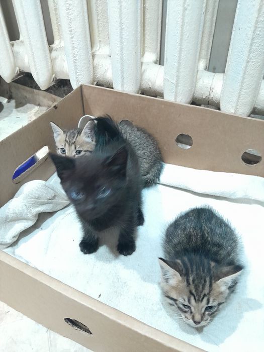Отдам котят в хорошие руки