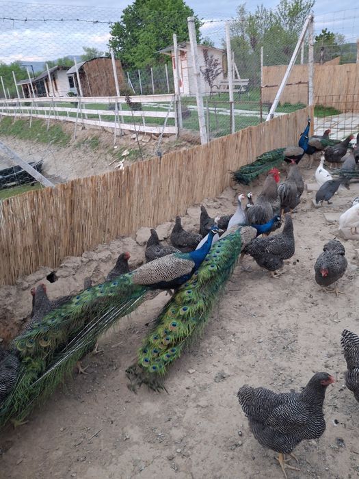 Ștruți și păuni de vânzare.