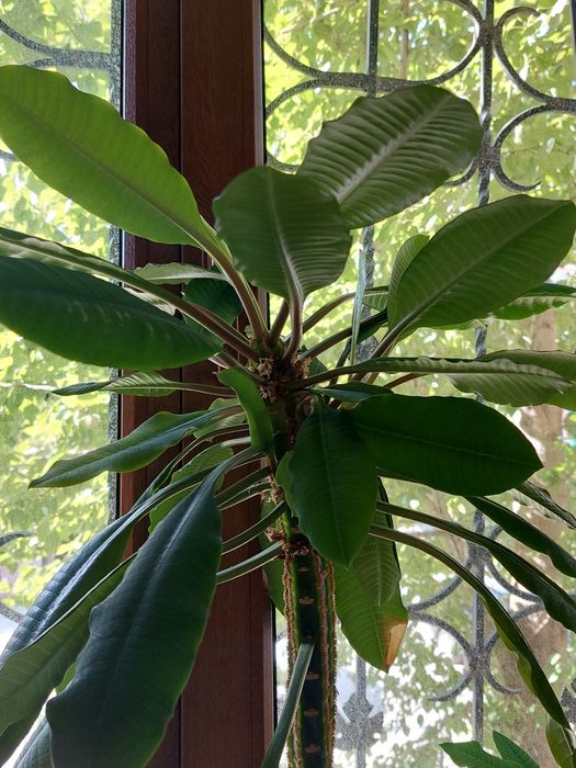 Продам комнатные растения.