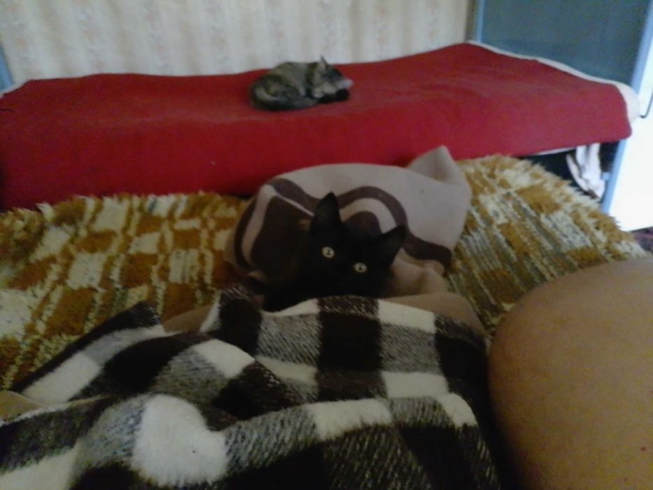 Подарявам котенца , две мъжки и едно женско.