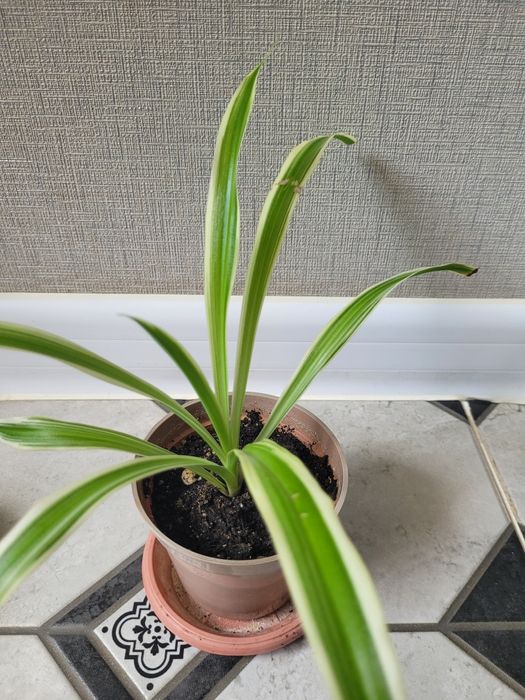 Продам комнатные цветы за 1000 тг