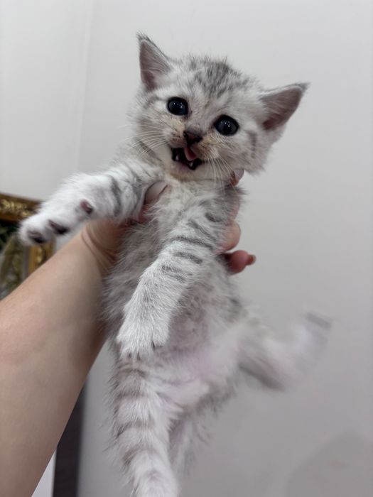 Котята Скотиш страйт