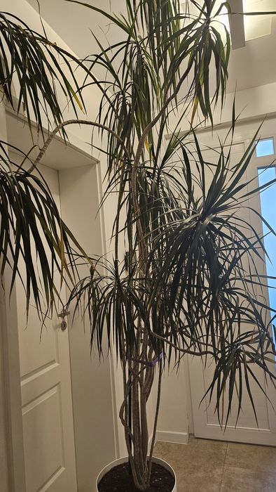 Vand Dracaena marginata (Dracaena cu frunze înguste),Vand Dracaena marginata (Dracaena cu frunze înguste)